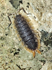 Porcellio echinatus