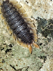 Porcellio echinatus