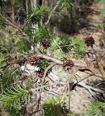 Kunzea glabrescens
