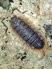 Porcellio echinatus