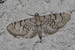 Eupithecia venosata
