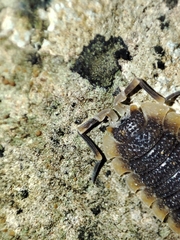 Porcellio echinatus