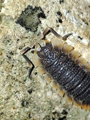Porcellio echinatus