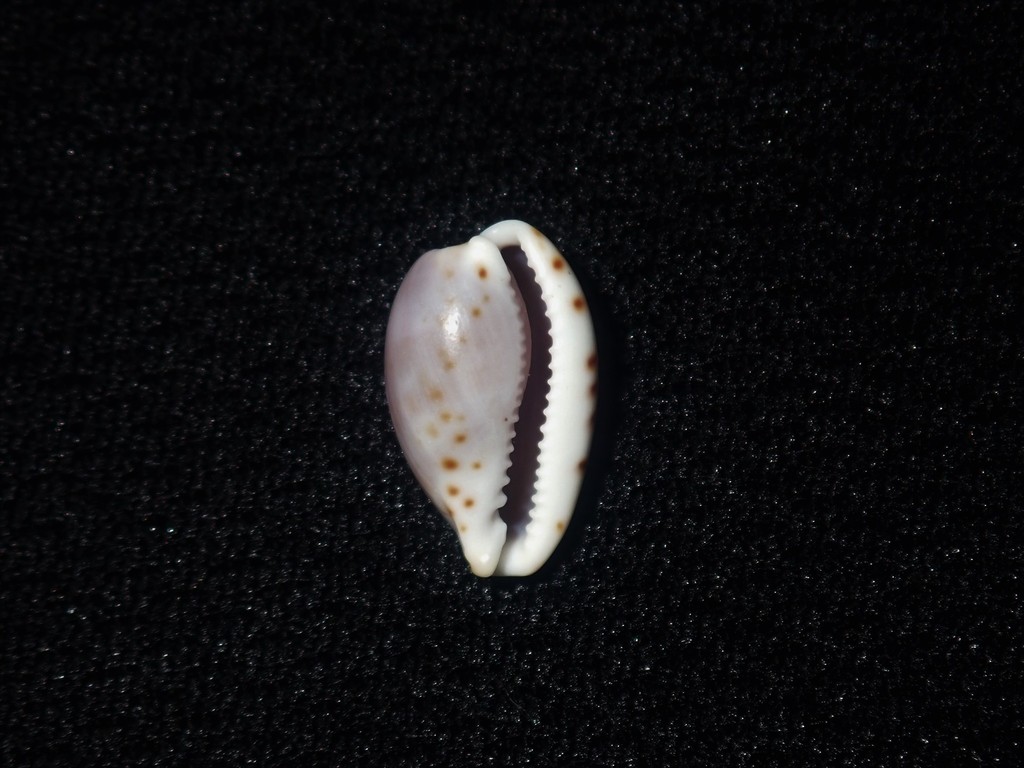 Bistolidini