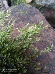 Lophocolea heterophylla