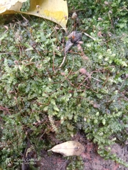 Lophocolea heterophylla