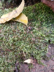 Lophocolea heterophylla