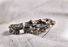 Mompha conturbatella