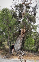 Melaleuca preissiana