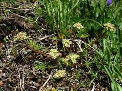 Chamaesciadium acaule