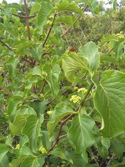Afrocanthium lactescens