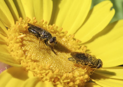 Tetropismenus hirtus