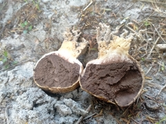 Scleroderma flavidum macrosporum