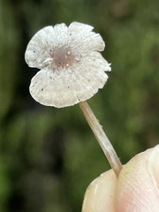 Mycena silvae-nigrae