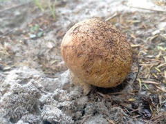 Scleroderma flavidum macrosporum