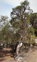 Melaleuca preissiana