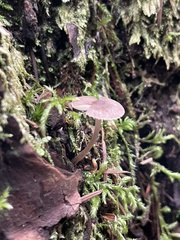 Mycena silvae-nigrae