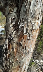 Melaleuca preissiana