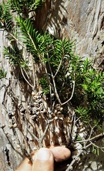 Melaleuca preissiana