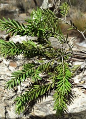 Melaleuca preissiana