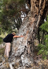 Melaleuca preissiana