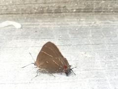 Parrhasius moctezuma