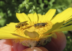 Tetropismenus hirtus