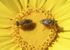 Tetropismenus hirtus
