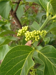 Afrocanthium lactescens