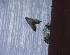 Eoparargyractis plevie