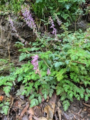 Corydalis sheareri