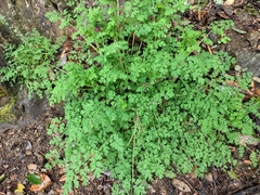 Corydalis edulis