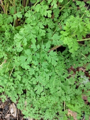 Corydalis edulis