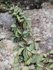 Tetrastigma obtectum