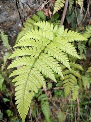 Dryopteris sparsa