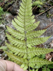 Dryopteris sparsa