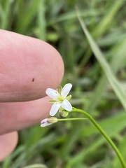 Rorippa laciniata