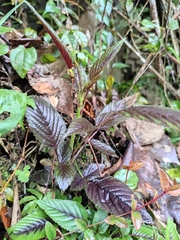 Rubus leucanthus
