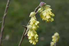Corylopsis spicata