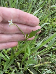 Rorippa laciniata