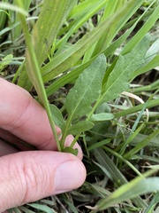 Rorippa laciniata