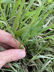 Rorippa laciniata