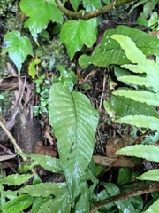 Neocheiropteris ovata