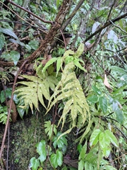 Leptochilus ellipticus