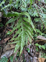 Leptochilus ellipticus