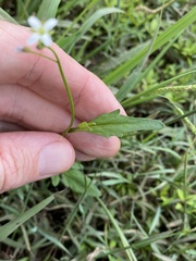 Rorippa laciniata