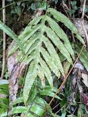 Leptochilus ellipticus