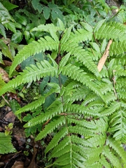 Pseudophegopteris aurita