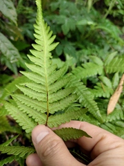 Pseudophegopteris aurita