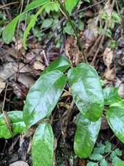 Tetrastigma hemsleyanum